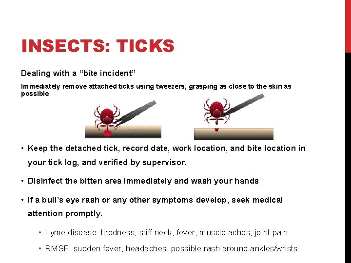 INSECTS: TICKS Dealing with a “bite incident” Immediately remove attached ticks using tweezers, grasping