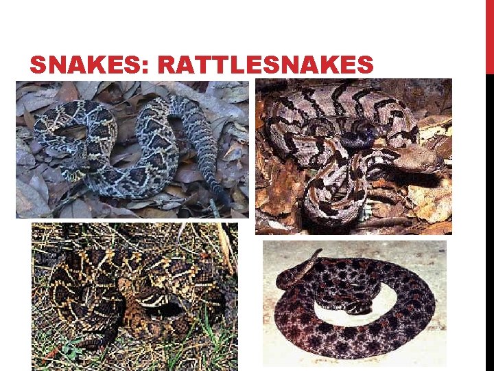 SNAKES: RATTLESNAKES 