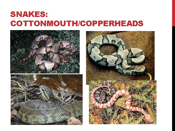 SNAKES: COTTONMOUTH/COPPERHEADS 