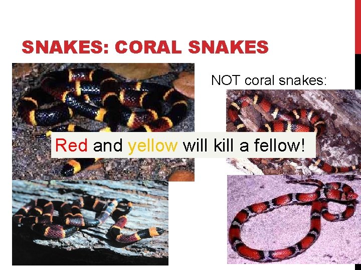 SNAKES: CORAL SNAKES NOT coral snakes: Red and yellow will kill a fellow! 