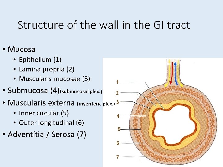 Structure of the wall in the GI tract • Mucosa • Epithelium (1) •
