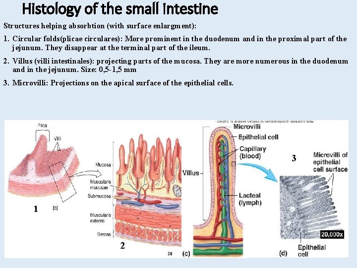 Histology of the small intestine Structures helping absorbtion (with surface enlargment): 1. Circular folds(plicae