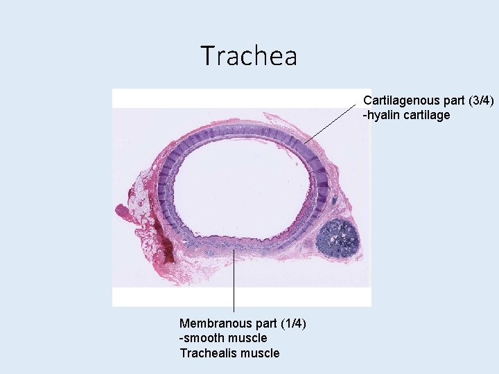 Trachea Cartilagenous part (3/4) -hyalin cartilage Membranous part (1/4) -smooth muscle Trachealis muscle 