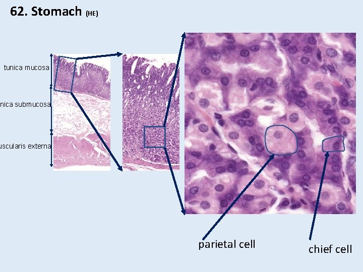 62. Stomach (HE) tunica mucosa nica submucosa uscularis externa parietal cell chief cell 