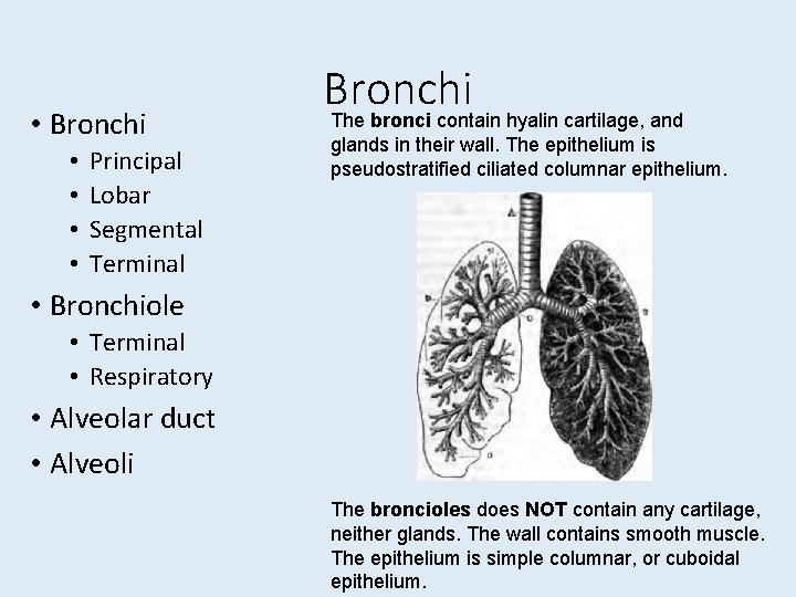  • Bronchi • • Principal Lobar Segmental Terminal Bronchi The bronci contain hyalin