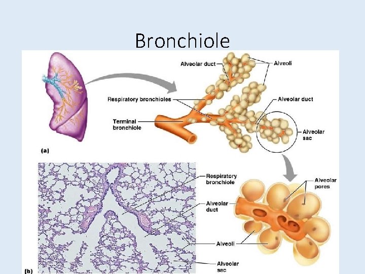 Bronchiole 