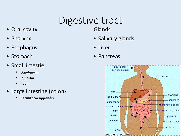  • • • Oral cavity Pharynx Esophagus Stomach Small intestie Digestive tract •