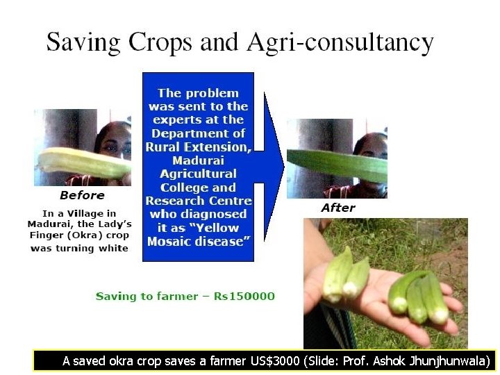 A saved okra crop saves a farmer US$3000 (Slide: Prof. Ashok Jhunjhunwala) 