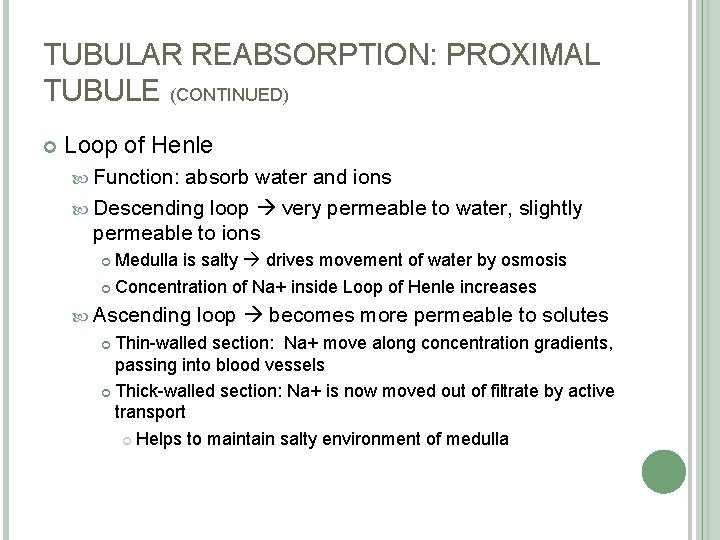 TUBULAR REABSORPTION: PROXIMAL TUBULE (CONTINUED) Loop of Henle Function: absorb water and ions Descending