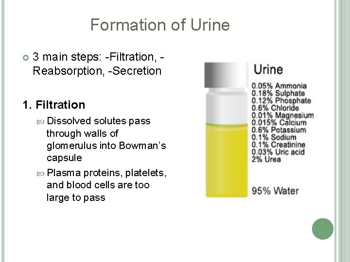 Formation of Urine 3 main steps: -Filtration, Reabsorption, -Secretion 1. Filtration Dissolved solutes pass