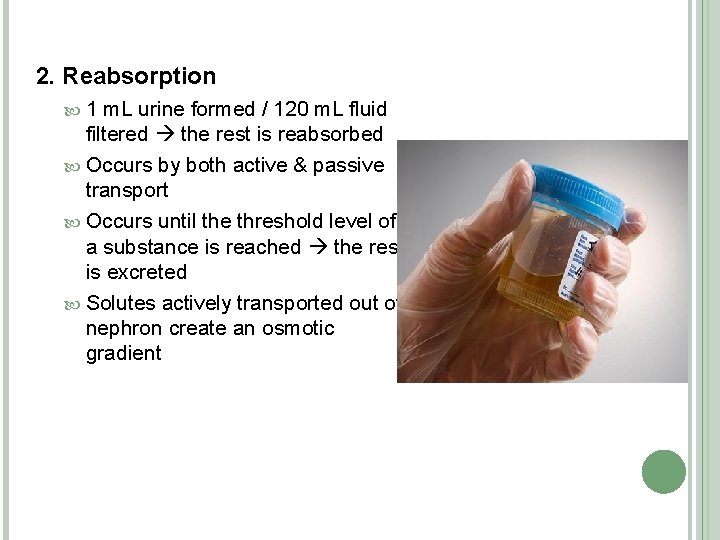 2. Reabsorption 1 m. L urine formed / 120 m. L fluid filtered the