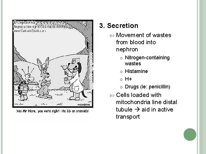 3. Secretion Movement of wastes from blood into nephron Nitrogen-containing wastes Histamine H+ Drugs