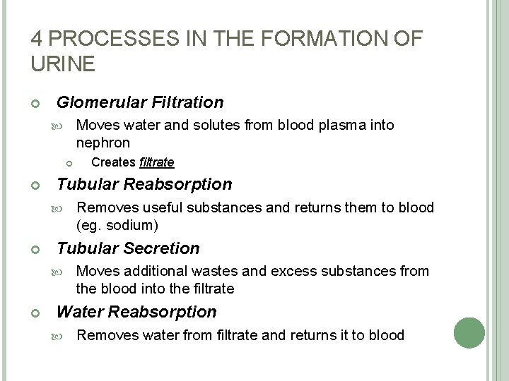 4 PROCESSES IN THE FORMATION OF URINE Glomerular Filtration Moves water and solutes from