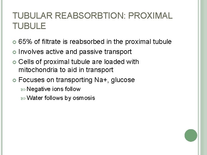 TUBULAR REABSORBTION: PROXIMAL TUBULE 65% of filtrate is reabsorbed in the proximal tubule Involves