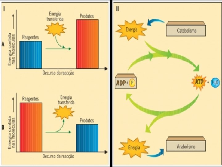 Metabolismo Energético Celular • Reações químicas entre moléculas reagentes dão origem ao produto. •