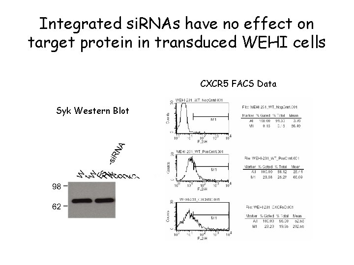 Integrated si. RNAs have no effect on target protein in transduced WEHI cells CXCR