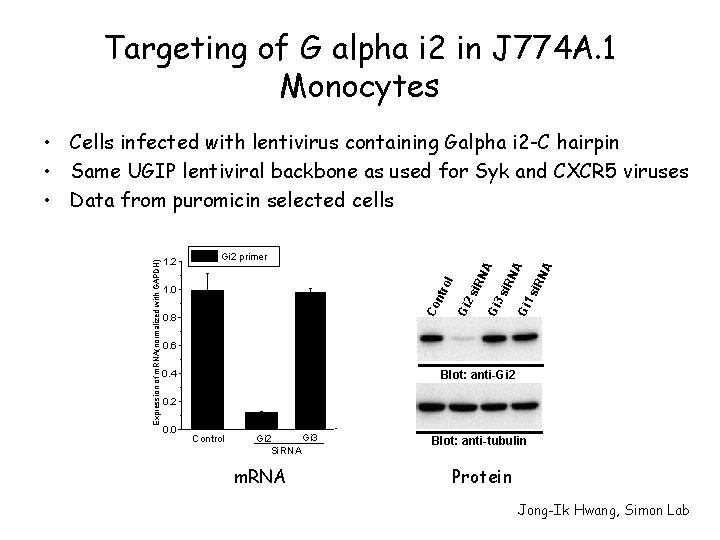 Targeting of G alpha i 2 in J 774 A. 1 Monocytes si. R