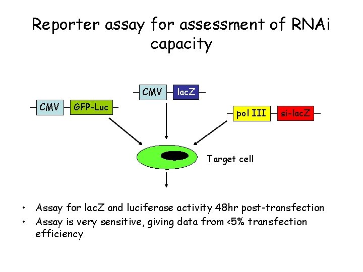 Reporter assay for assessment of RNAi capacity CMV GFP-Luc lac. Z pol III si-lac.