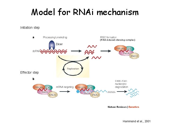 Model for RNAi mechanism Initiation step (RNA-induced silencing complex) Dicer Effector step Hammond et