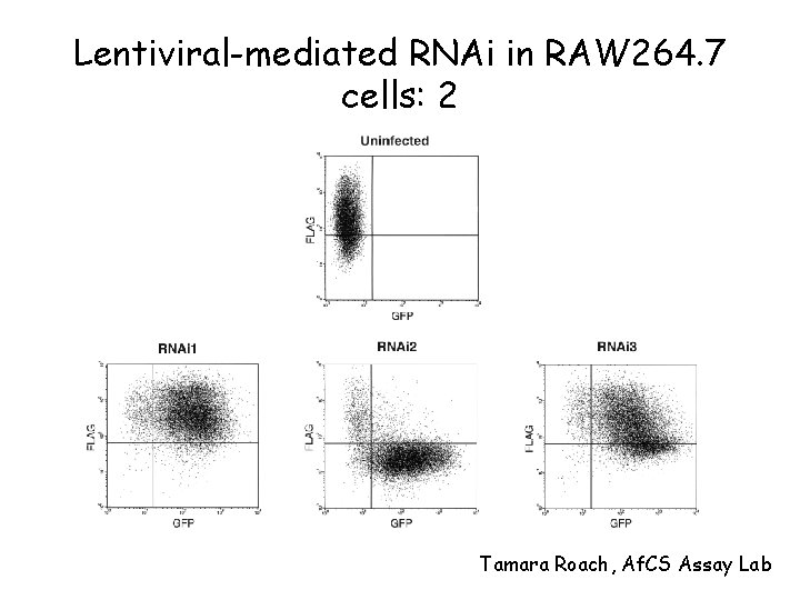 Lentiviral-mediated RNAi in RAW 264. 7 cells: 2 Tamara Roach, Af. CS Assay Lab