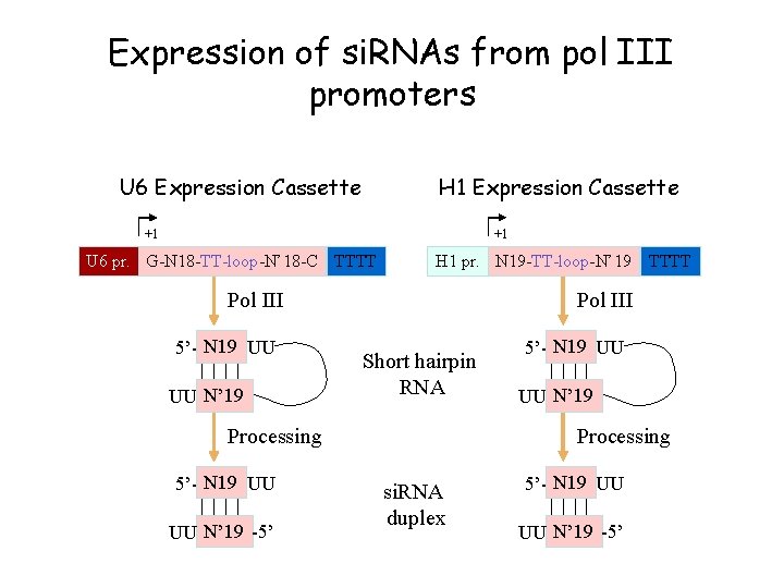 Expression of si. RNAs from pol III promoters U 6 Expression Cassette H 1