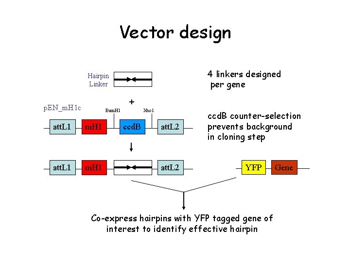 Vector design 4 linkers designed per gene Hairpin Linker + p. EN_m. H 1