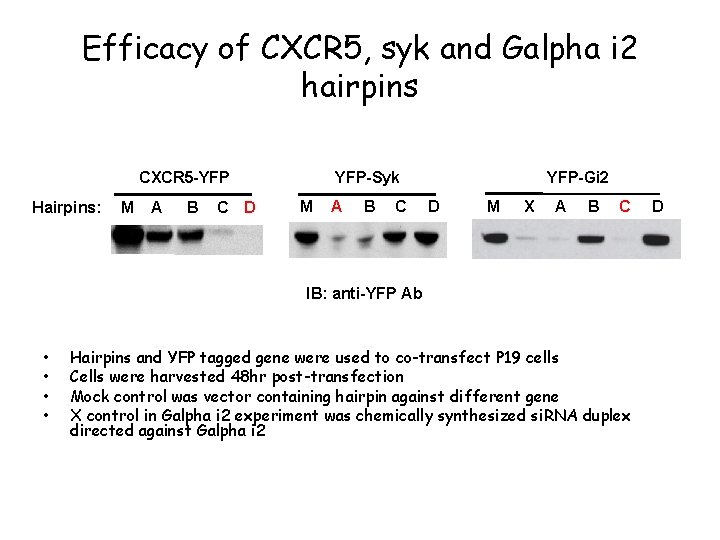 Efficacy of CXCR 5, syk and Galpha i 2 hairpins YFP-Syk CXCR 5 -YFP