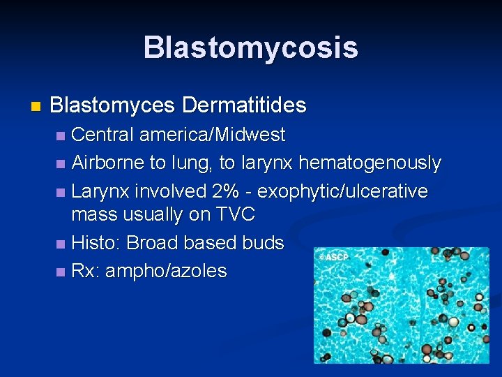 Blastomycosis n Blastomyces Dermatitides Central america/Midwest n Airborne to lung, to larynx hematogenously n