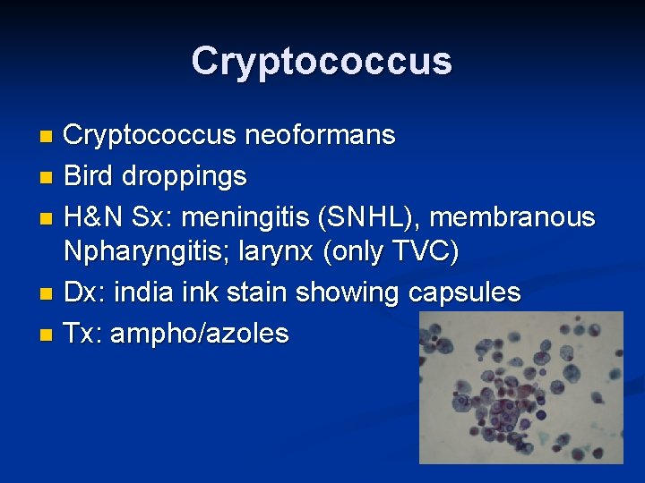 Cryptococcus neoformans n Bird droppings n H&N Sx: meningitis (SNHL), membranous Npharyngitis; larynx (only