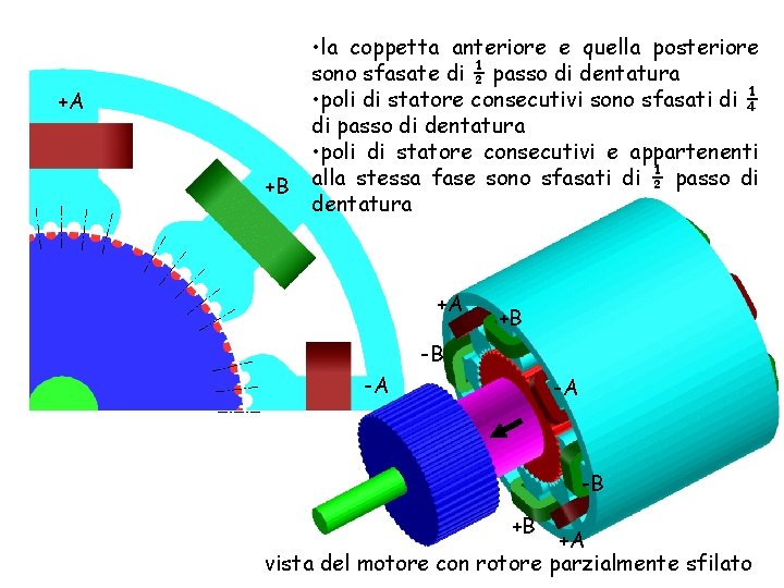 +A +B • la coppetta anteriore e quella posteriore sono sfasate di ½ passo