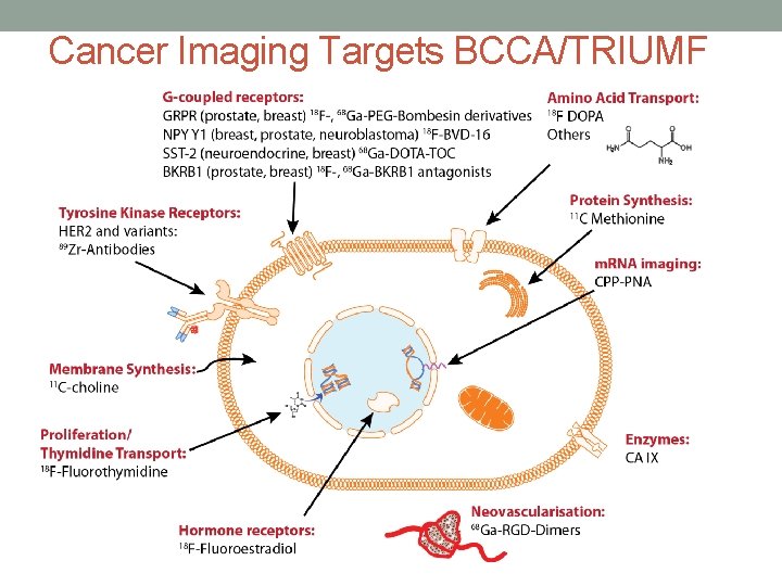 Cancer Imaging Targets BCCA/TRIUMF 