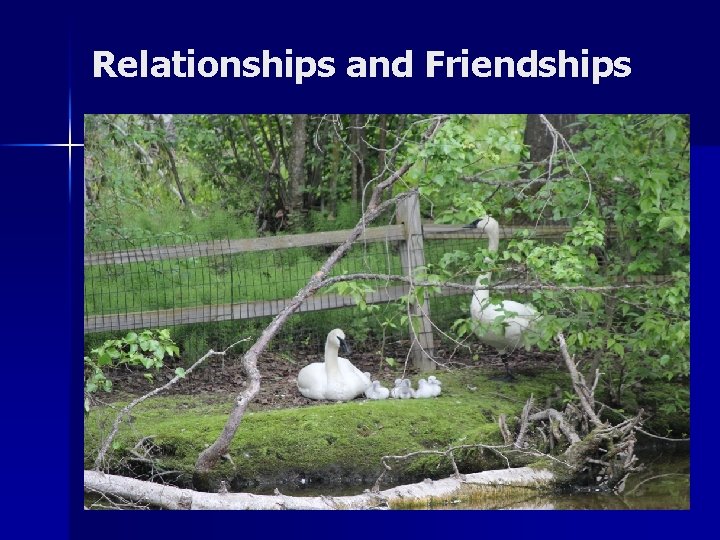 Relationships and Friendships 