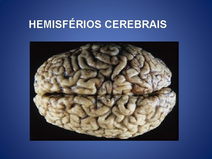 HEMISFÉRIOS CEREBRAIS HEMISFÉRIOS CEREBRAIS