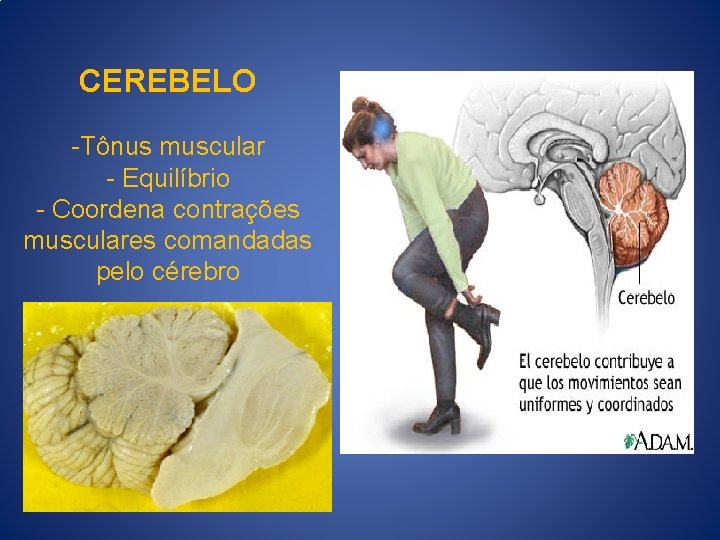 CEREBELO -Tônus muscular - Equilíbrio - Coordena contrações musculares comandadas pelo cérebro CEREBELO -Tônus muscular - Equilíbrio - Coordena contrações musculares comandadas pelo cérebro