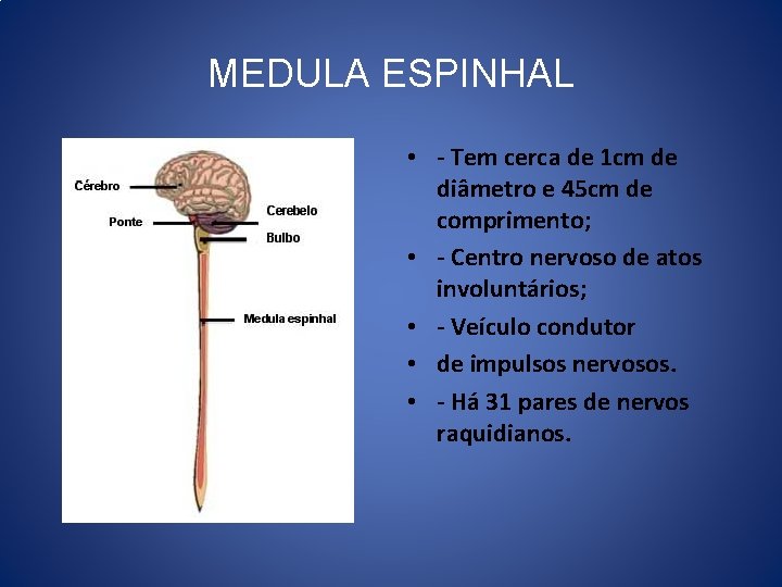 MEDULA ESPINHAL • - Tem cerca de 1 cm de diâmetro e 45 cm MEDULA ESPINHAL • - Tem cerca de 1 cm de diâmetro e 45 cm
