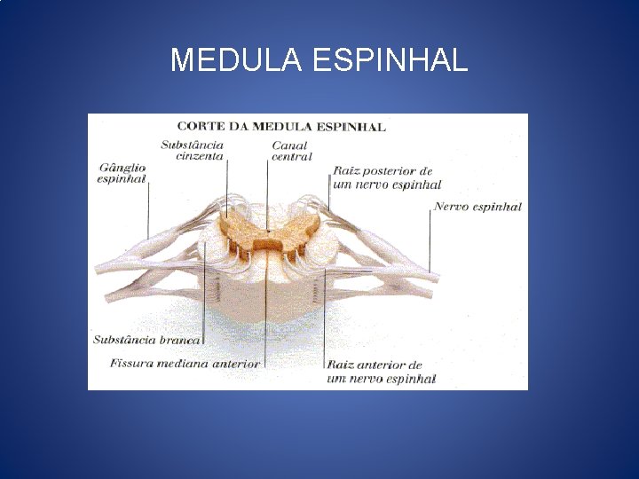 MEDULA ESPINHAL MEDULA ESPINHAL