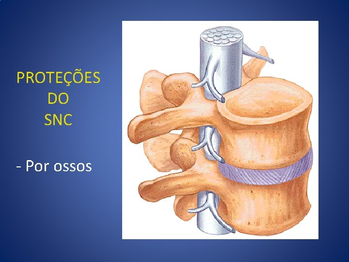 PROTEÇÕES DO SNC - Por ossos 