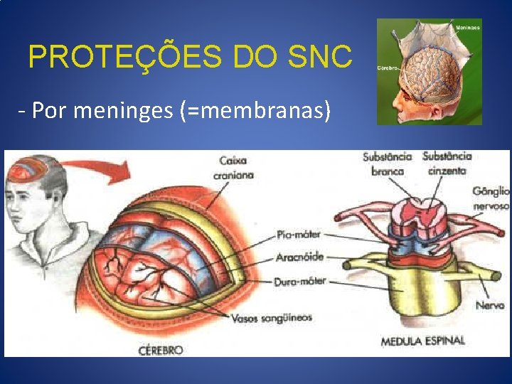 PROTEÇÕES DO SNC - Por meninges (=membranas) 