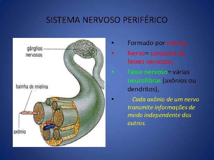 SISTEMA NERVOSO PERIFÉRICO • • Formado por nervos, Nervo= conjunto de feixes nervosos, Feixe