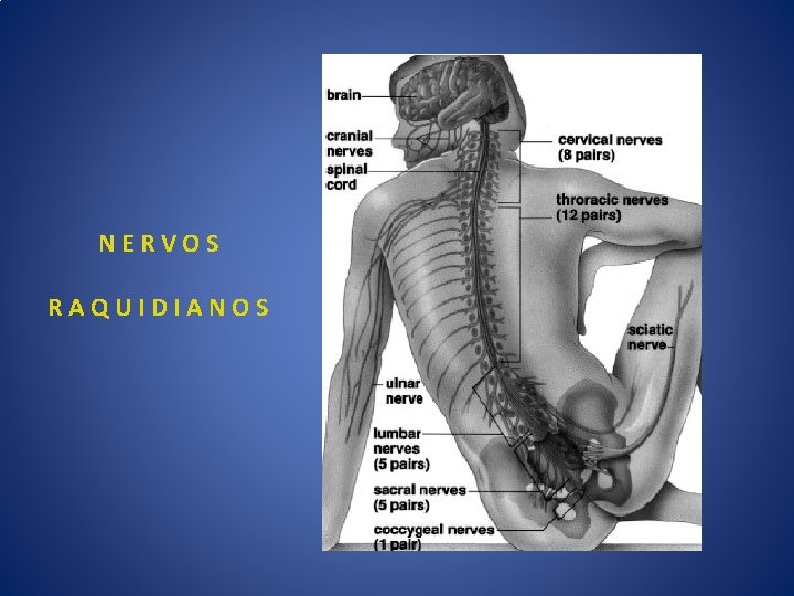 NERVOS RAQUIDIANOS 