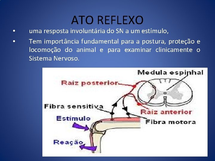  • • ATO REFLEXO uma resposta involuntária do SN a um estímulo, Tem