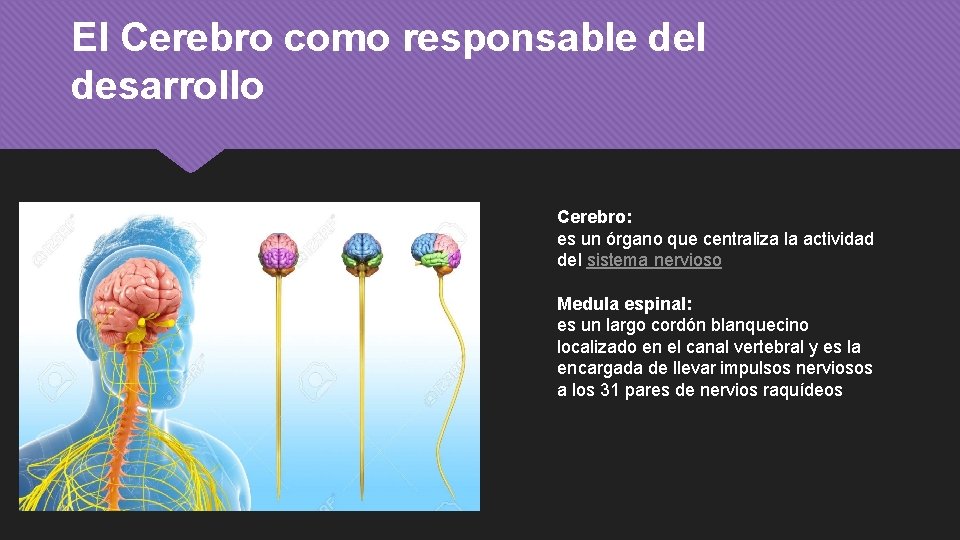 El Cerebro como responsable del desarrollo Cerebro: es un órgano que centraliza la actividad
