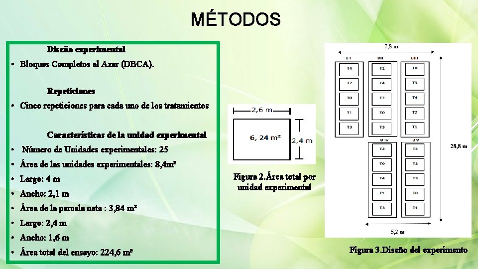 MÉTODOS Diseño experimental • Bloques Completos al Azar (DBCA). Repeticiones • Cinco repeticiones para