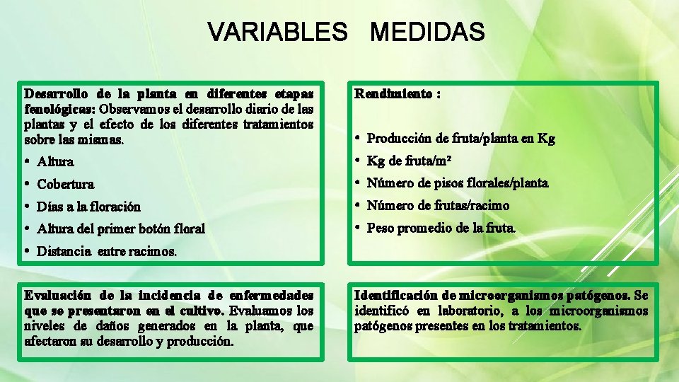 VARIABLES MEDIDAS Desarrollo de la planta en diferentes etapas fenológicas: Observamos el desarrollo diario