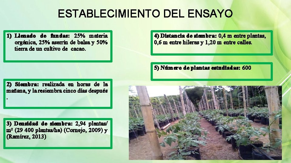 ESTABLECIMIENTO DEL ENSAYO 1) Llenado de fundas: 25% materia orgánica, 25% aserrín de balsa