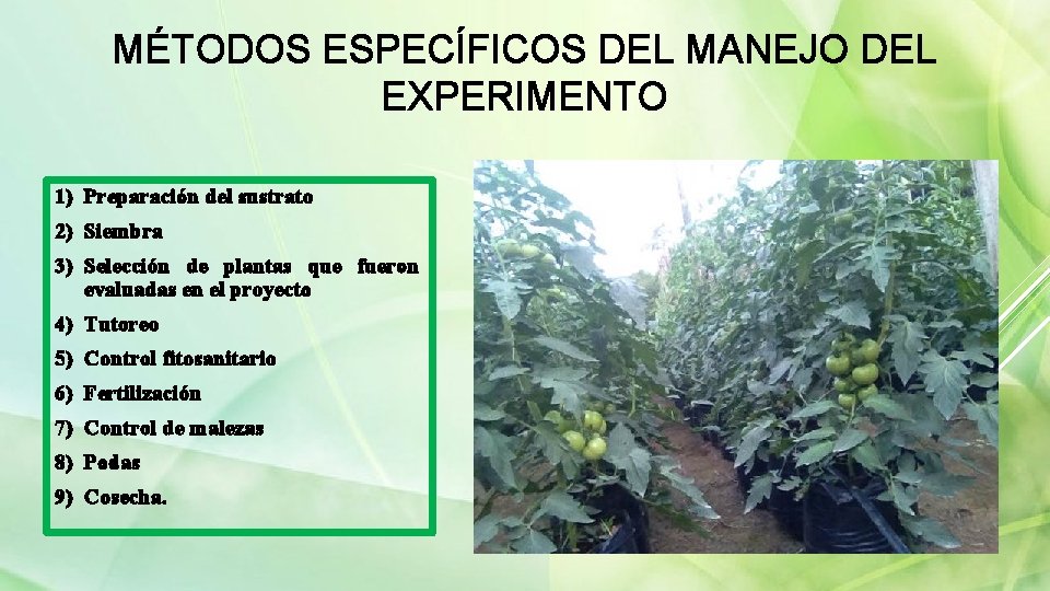 MÉTODOS ESPECÍFICOS DEL MANEJO DEL EXPERIMENTO 1) Preparación del sustrato 2) Siembra 3) Selección