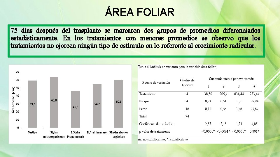 ÁREA FOLIAR 75 días después del trasplante se marcaron dos grupos de promedios diferenciados