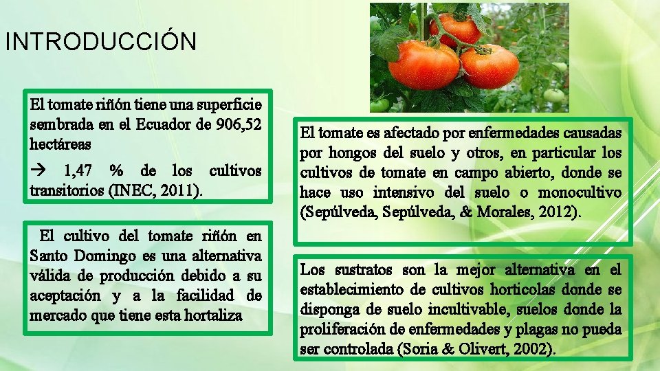 INTRODUCCIÓN El tomate riñón tiene una superficie sembrada en el Ecuador de 906, 52