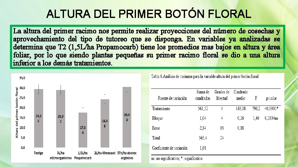 ALTURA DEL PRIMER BOTÓN FLORAL La altura del primer racimo nos permite realizar proyecciones