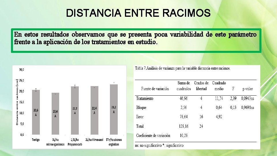 DISTANCIA ENTRE RACIMOS En estos resultados observamos que se presenta poca variabilidad de este